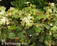 Rhoicissus tomentosa, Cissus tomentosa, Cissus capensis, Cape Grape

Click to see full-size image