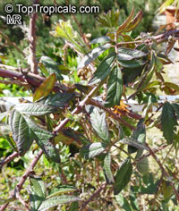 Rubus laciniatus, Cutleaf Evergreen Blackberry

Click to see full-size image