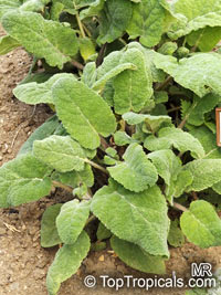 Salvia sclarea, Clary Sage, Europe Sage

Click to see full-size image