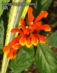 Scutellaria sp., Skullcap

Click to see full-size image
