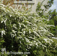 Spiraea sp., Bridal's Veil

Click to see full-size image