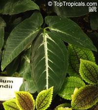 Syngonium sp., Syngonium

Click to see full-size image
