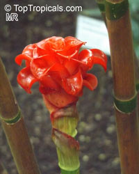 Tapeinochilos ananassae, Indonesian Wax Ginger, Giant Spiral Ginger

Click to see full-size image