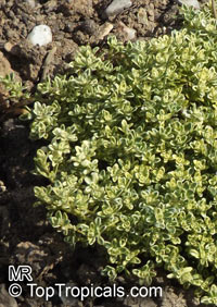 Thymus praecox, Creeping Thyme

Click to see full-size image