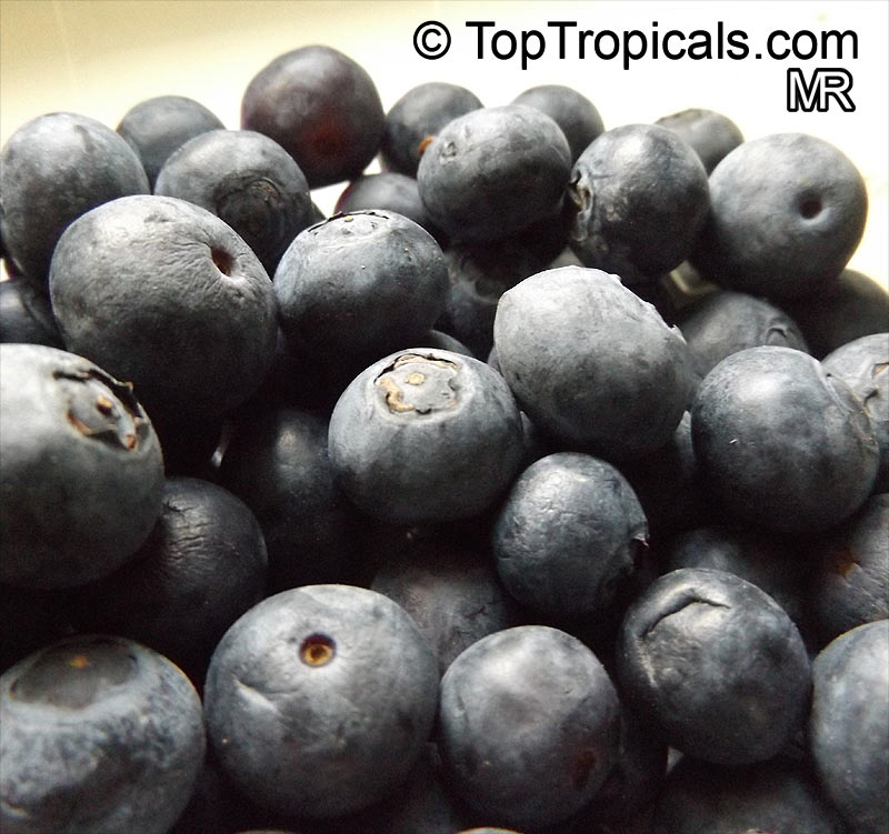 Vaccinium corymbosum - Tropical Blueberry Biloxi 
