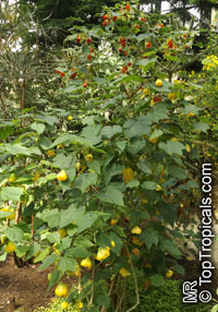 Abutilon x hybridum, Flowering Maple, Weeping Maple,Chinese Lantern

Click to see full-size image