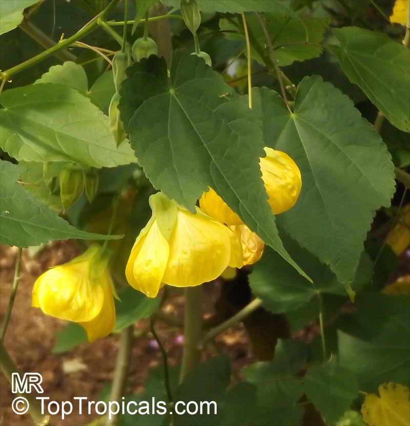 Abutilon x hybridum, Flowering Maple, Weeping Maple,Chinese Lantern. Abutilon 'Golden Fleece'
