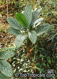 Aglaonema nitidum, Chinese Evergreen, Painted Drop Tongue, Silver Evergreen

Click to see full-size image