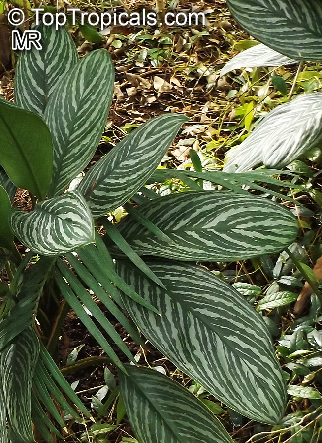 Aglaonema nitidum, Chinese Evergreen, Painted Drop Tongue, Silver Evergreen