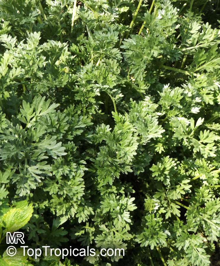 Artemisia arborescens, Tree Wormwood