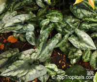 Asarum splendens, Chinese Wild Ginger

Click to see full-size image