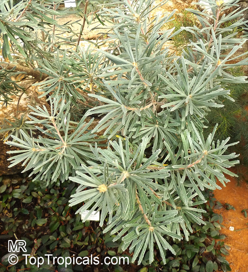 Banksia sp., Banksia. Banksia spinulosa var. cunninghamii