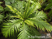 Blechnum sp., Hard Fern

Click to see full-size image