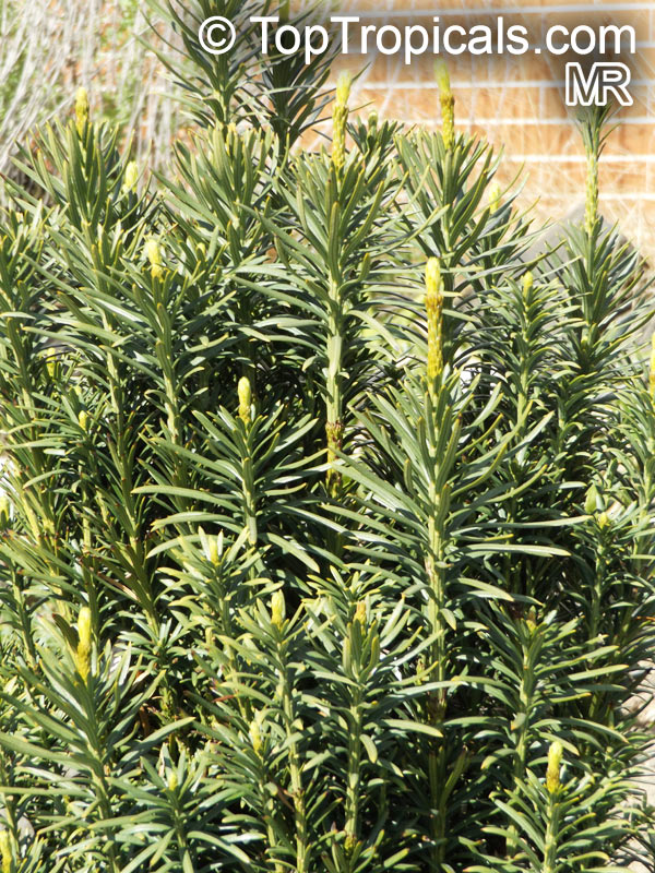 Cephalotaxus harringtonia, Japanese Plum Yew, Harrington's Cephalotaxus, Cowtail Pine