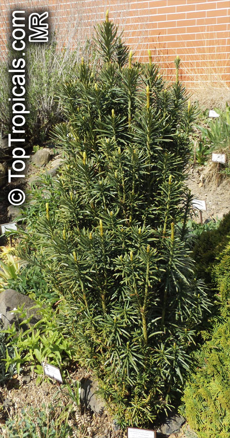 Cephalotaxus harringtonii, Japanese Plum Yew, Harrington's Cephalotaxus, Cowtail Pine