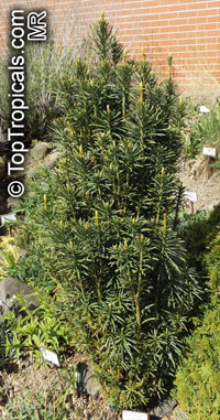 Cephalotaxus harringtonii, Japanese Plum Yew, Harrington's Cephalotaxus, Cowtail Pine

Click to see full-size image