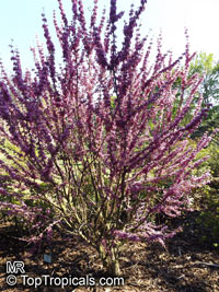 Cercis chinensis, Cercis pauciflora , Chinese Redbud Tree

Click to see full-size image