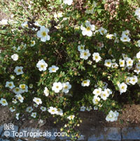 Dasiphora fruticosa, Potentilla fruticosa, Shrubby Cinquefoil

Click to see full-size image