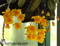 Dendrobium lindleyi, Dendrobium aggregatum, Dendrobium

Click to see full-size image