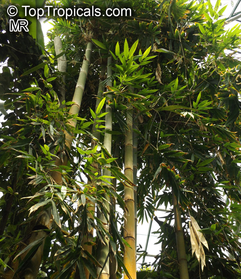 Dendrocalamus sp., Giant Bamboo