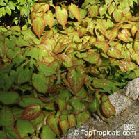 Epimedium sp., Horny Goat Weed, Bishop's Cap

Click to see full-size image