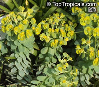 Euphorbia myrsinites , Myrtle Euphorbia, Donkeytail Spurge

Click to see full-size image