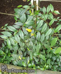 Ficus sagittata, Ficus radicans, Variegated Rooting Fig

Click to see full-size image