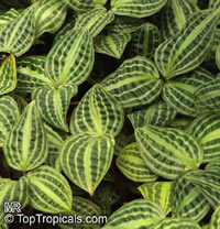 Geogenanthus poeppigii, Geogenanthus undatus, Seersucker Plant

Click to see full-size image
