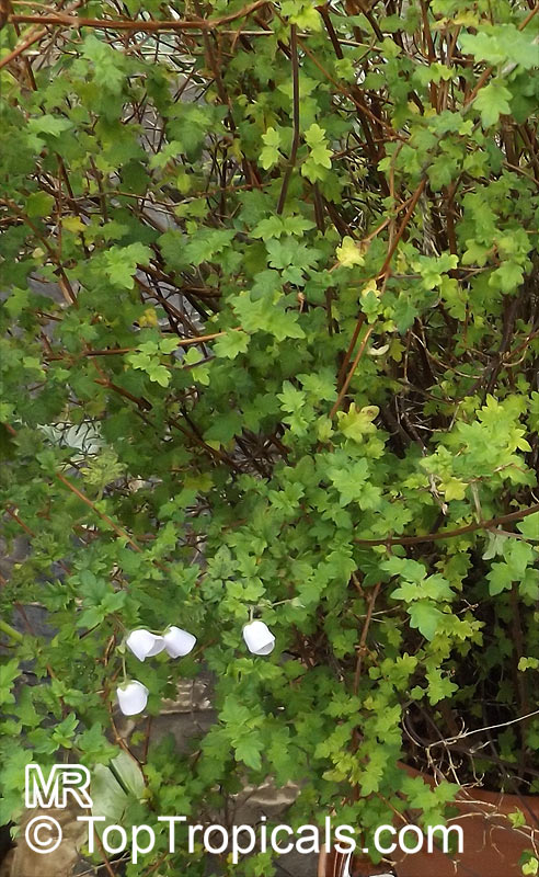 Jovellana violacea, Calceolaria violacea, Jovellana, Teacup Flower, Orchid Bush