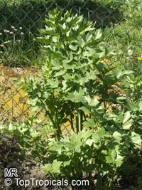 Levisticum officinale, Lovage, Love Parsley 

Click to see full-size image