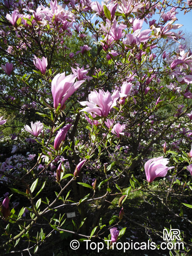 Magnolia liliiflora, Mulan Magnolia, Purple Magnolia, Red Magnolia, Lily Magnolia, Tulip Magnolia, Jane Magnolia. Magnolia 'Susan'. Kosar - de Vos hybrid