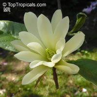 Magnolia 'Goldstar', Goldstar Magnolia

Click to see full-size image