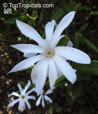 Magnolia stellata, Star Magnolia

Click to see full-size image