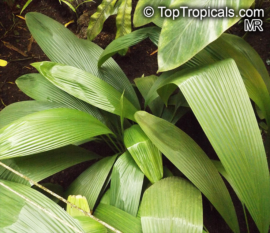 Molineria sp., Curculigo sp., Palm Grass, Whale Back, Snout Lily, Pleated Skirt. Molineria latifolia