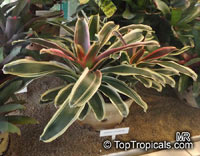 Neoregelia sp., Bromeliad

Click to see full-size image