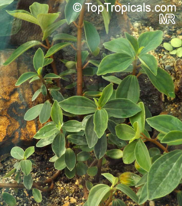 Peperomia sp., Radiator Plant. Peperomia blanda