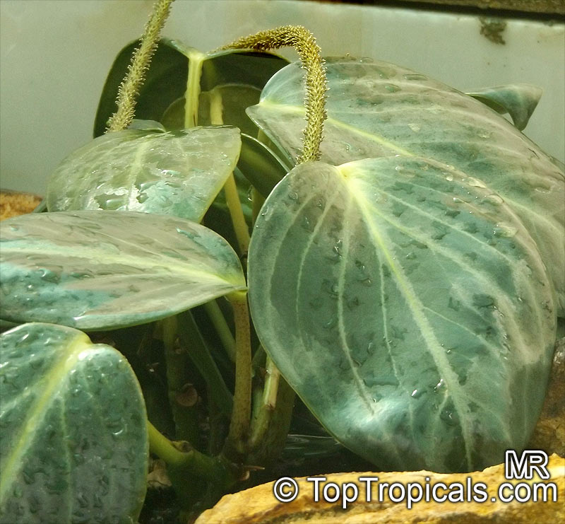 Peperomia sp., Radiator Plant. Peperomia maculosa