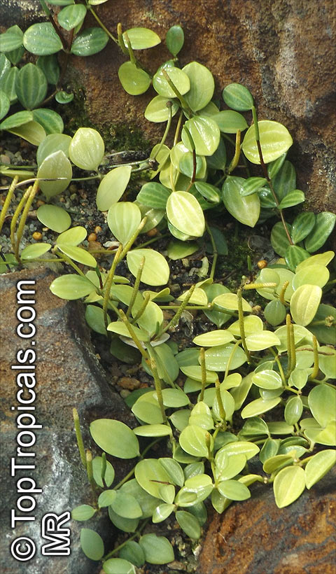 Peperomia sp., Radiator Plant. Peperomia quadrangularis