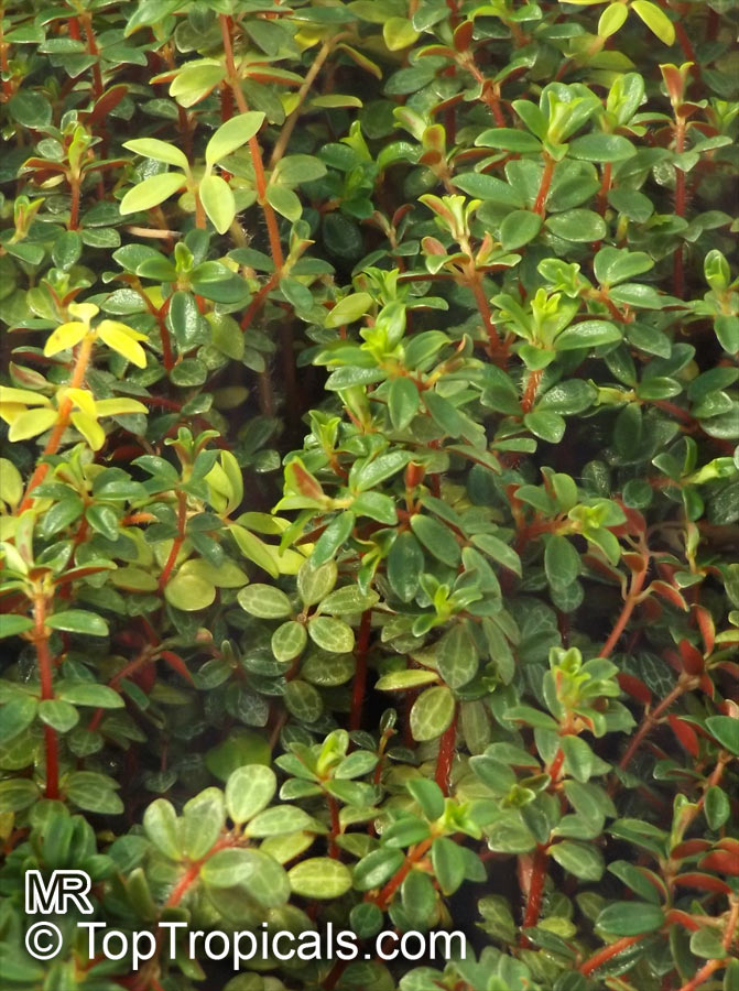 Peperomia sp., Radiator Plant. Peperomia rubella