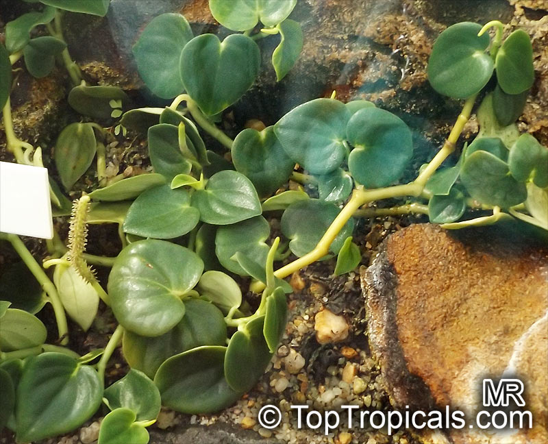 Peperomia sp., Radiator Plant. Peperomia urocarpa