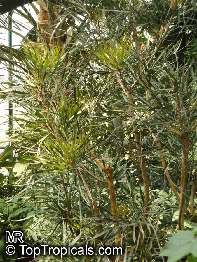 Phyllanthus angustifolius, Foliage Flower