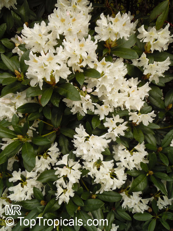 Rhododendron hybrid White, White Rhododendron