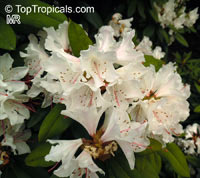 Rhododendron hybrid White, White Rhododendron

Click to see full-size image