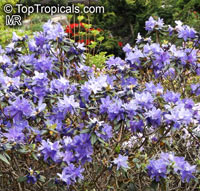 Rhododendron impeditum, Dwarf Rhododendron

Click to see full-size image