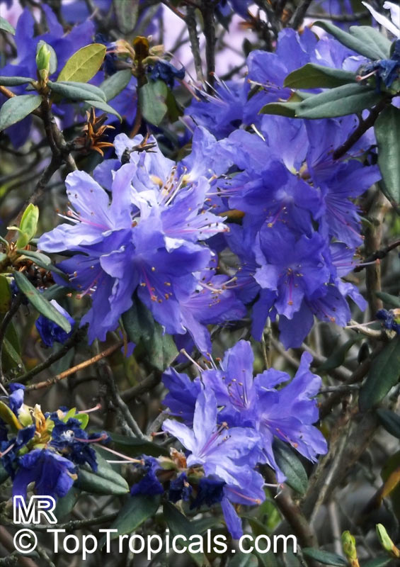 Rhododendron impeditum, Dwarf Rhododendron