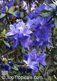 Rhododendron impeditum, Dwarf Rhododendron

Click to see full-size image