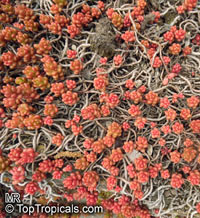 Sedum sp., Stonecrop, Hylotelephium

Click to see full-size image