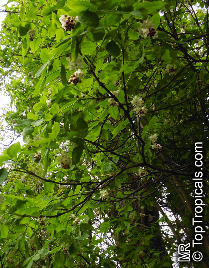 Staphylea pinnata, European Bladdernut