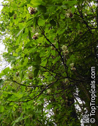 Staphylea pinnata, European Bladdernut

Click to see full-size image