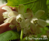 Staphylea pinnata, European Bladdernut

Click to see full-size image
